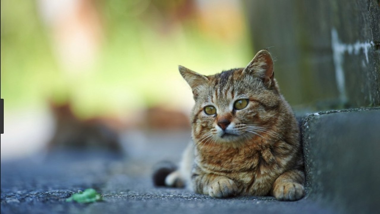 Nordfranzösische Stadt baut Zuhause für streunende Katzen