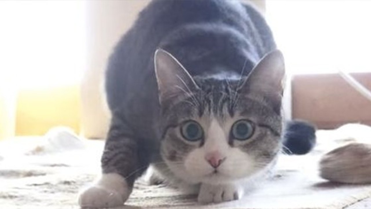 Erfahrt, warum Katzen mit dem Hinterteil wackeln, wenn sie jemanden oder etwas belauern