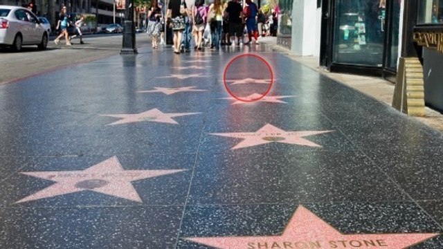 Berühmte Hunde: Diese Vierbeiner haben einen Stern auf dem Walk of Fame