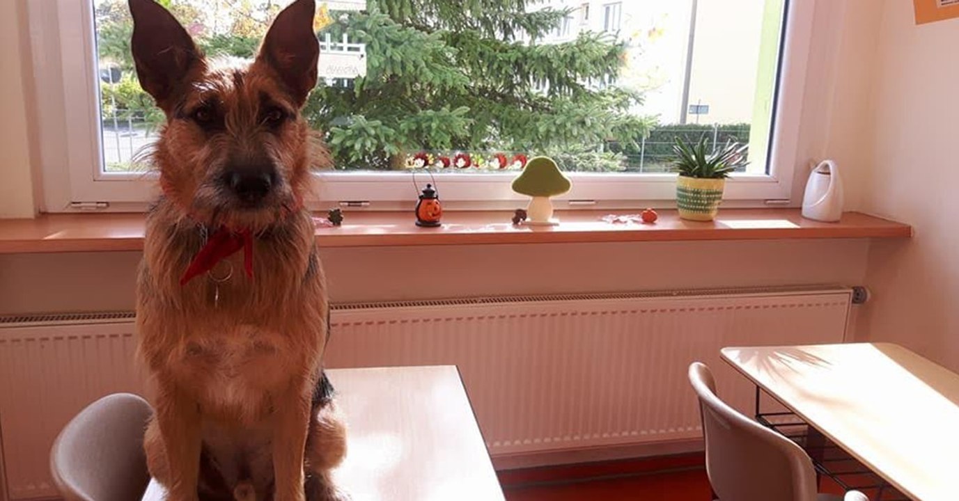 Dieser Hund nimmt am Schulunterricht teil. Und so reagieren die Lehrer
