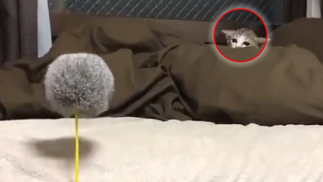 Entdecke das Video, das seit Tagen die Internetbenutzer schwach werden lässt