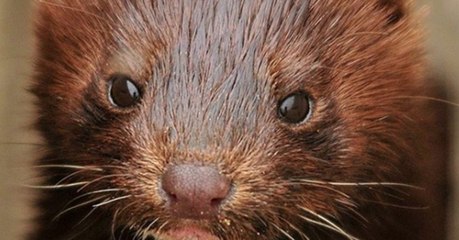 Erleichterung unter Tierschützern: Die größten Nerzfarmen in Deutschland werden geschlossen