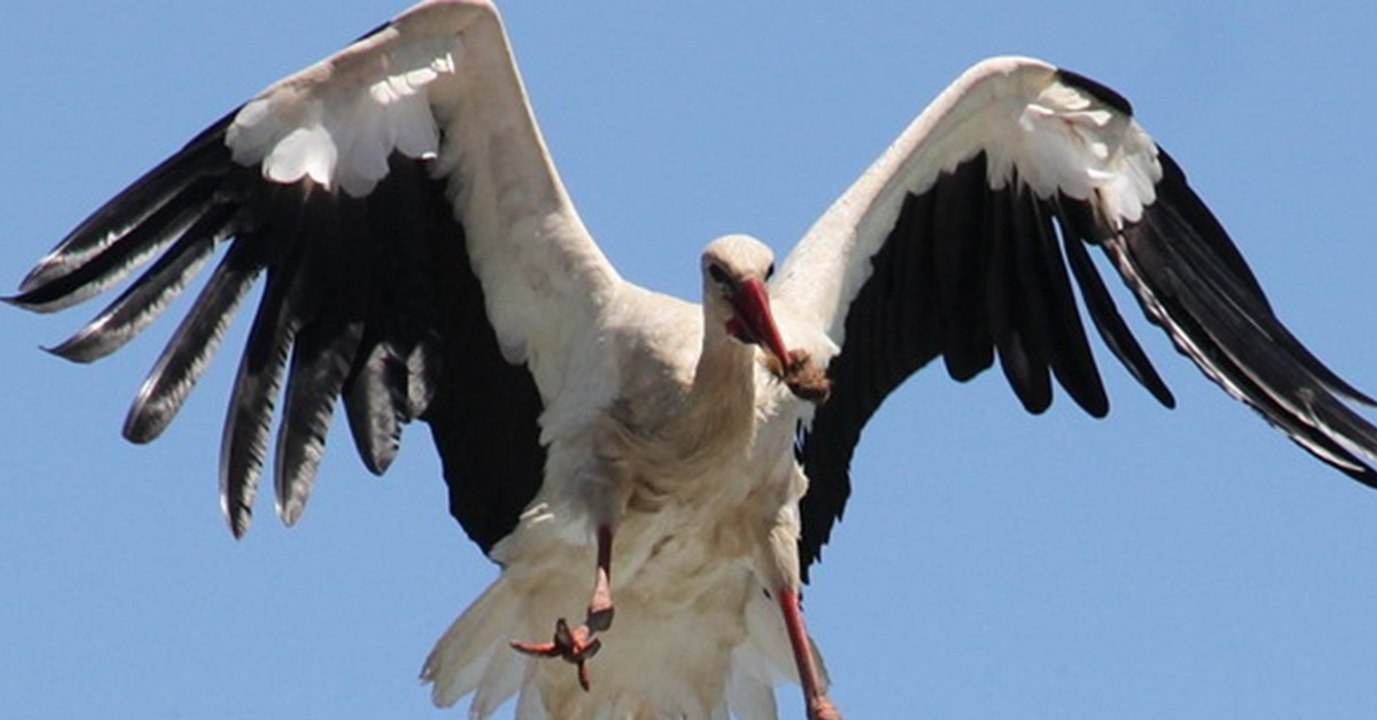 Fernbeziehung: Jedes Jahr reist dieser Storch tausende Kilometer für seine verletzte Freundin