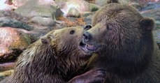 Zwei getötete Braunbären im Zoo: Tierpfleger gibt zu, dass der Tod hätte verhindert werden können