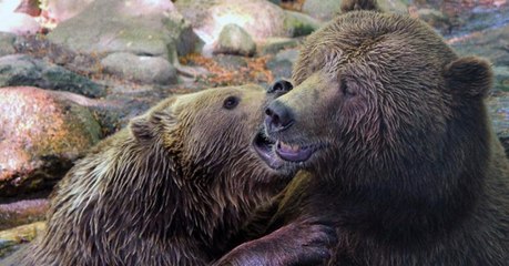 Zwei getötete Braunbären im Zoo: Tierpfleger gibt zu, dass der Tod hätte verhindert werden können