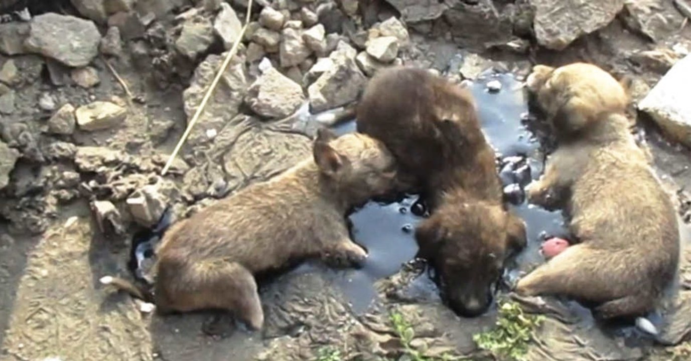 Drei Welpen stecken im Teer fest und können sich kaum noch bewegen