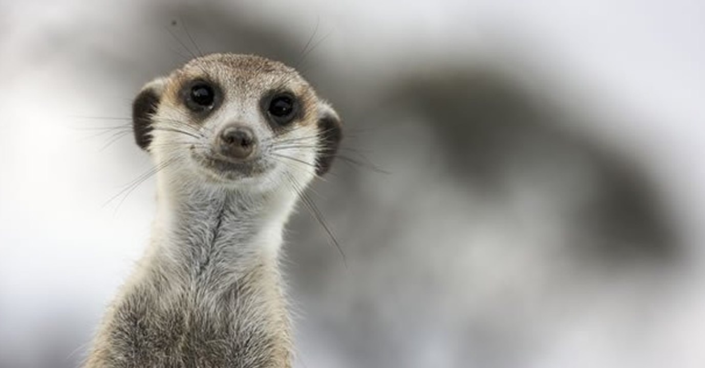 Erdmännchen: Sie zählen zu den gefährlichsten Säugetieren der Welt