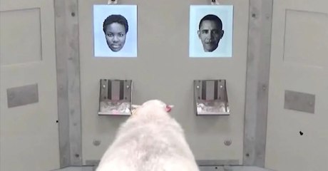 Schafe können sich menschliche Gesichter merken