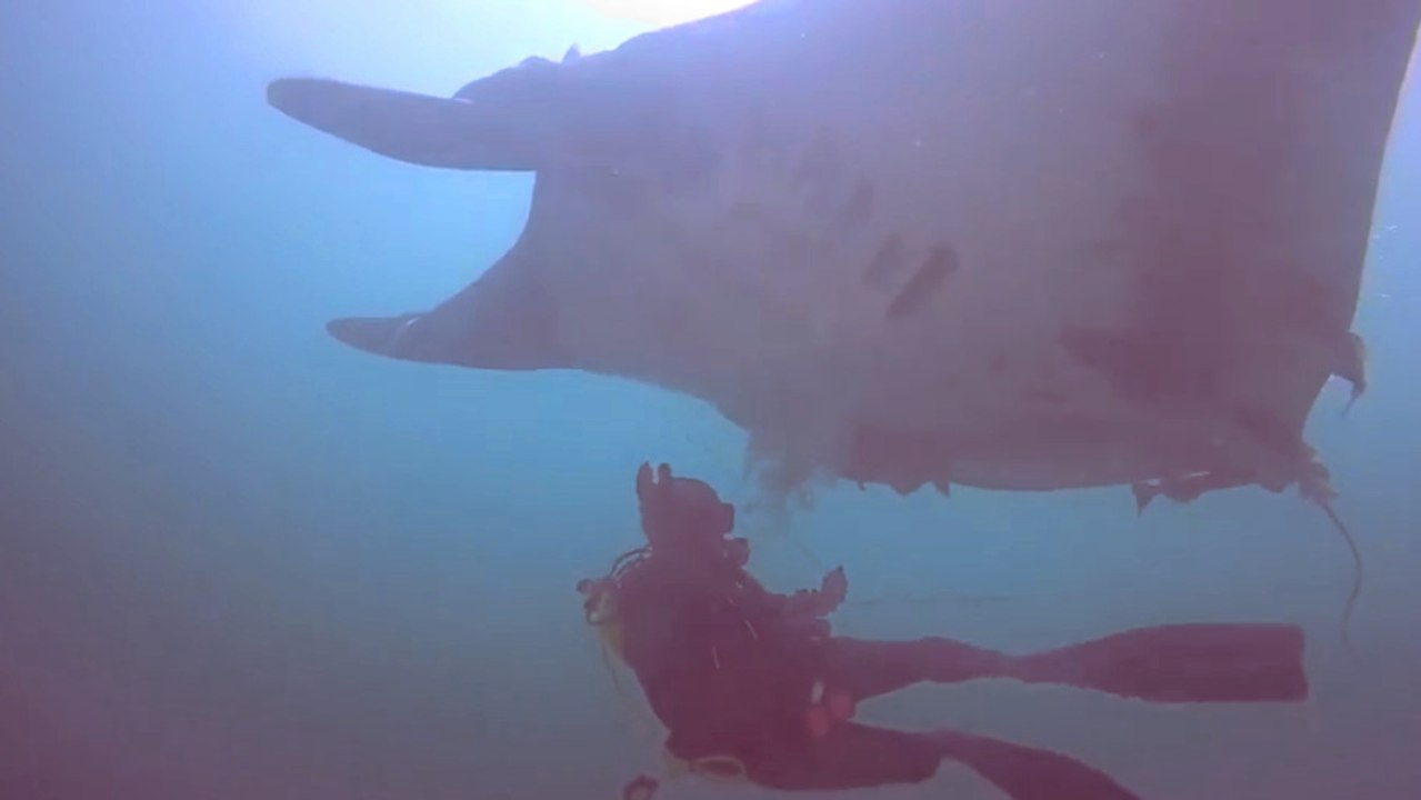 Taucher retten einen gigantischen Mantarochen. Seine Dankbarkeit zeigt er auf ungewöhnliche Weise