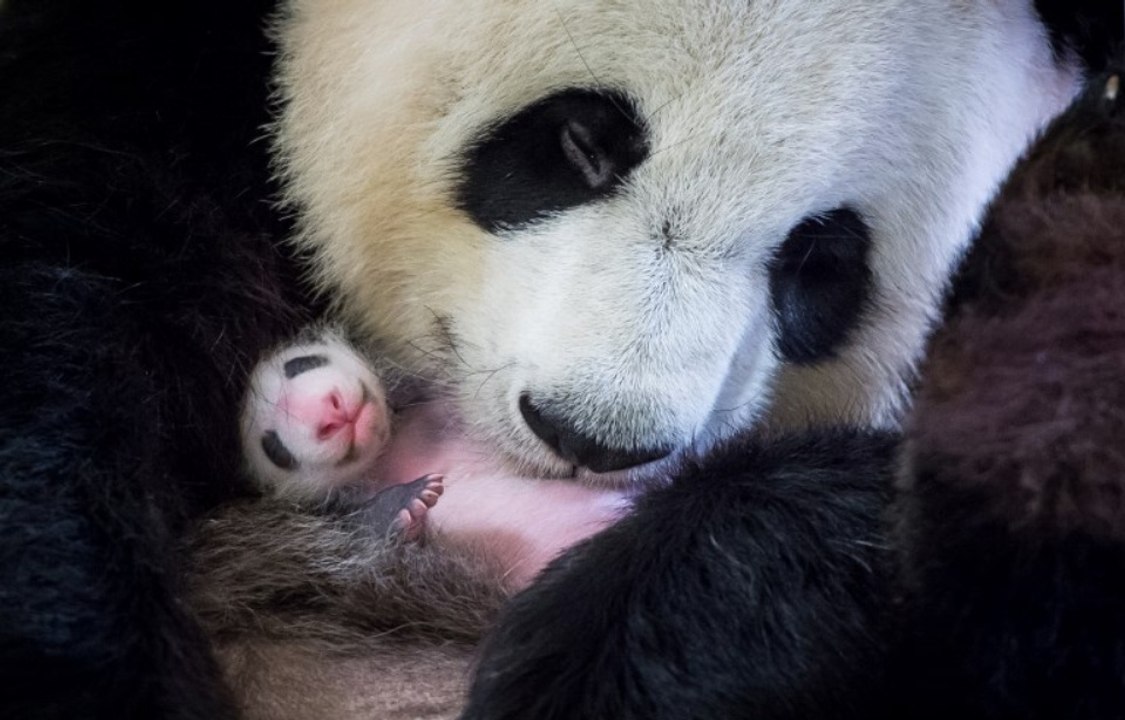 Nach 4 Monaten hat das kleine Panda-Baby endlich einen neuen Namen