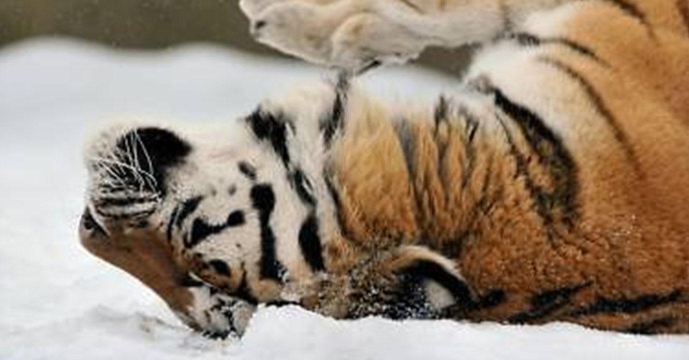 Der Zoo in Oregon musste wegen der Schneemassen schließen. Die Tiere jedoch bleiben dort!