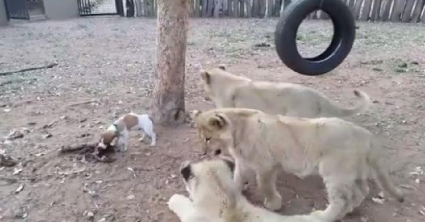 Kämpfernatur: Welpe nimmt es mit drei Löwen auf - wegen seines Essens (Video)