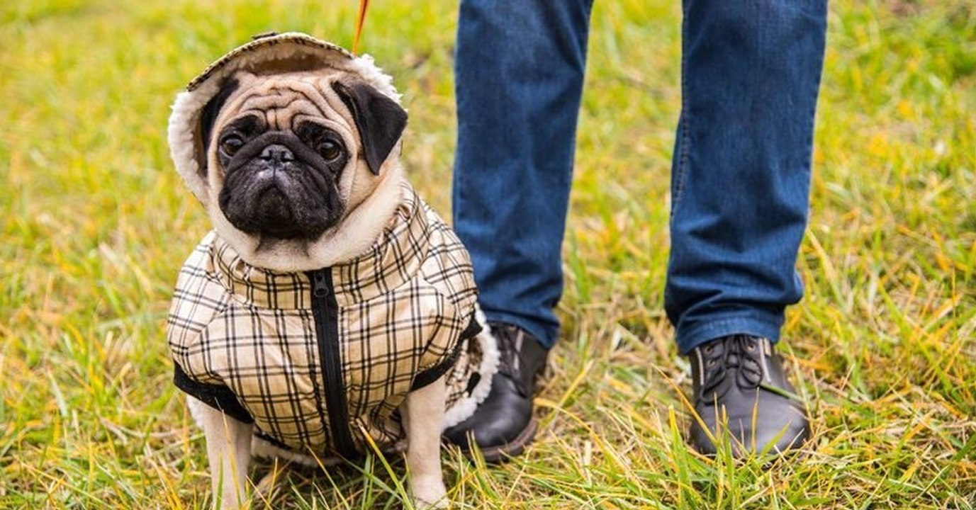 Klamotten für Haustiere gegen Kälte im Winter: Ja oder nein?