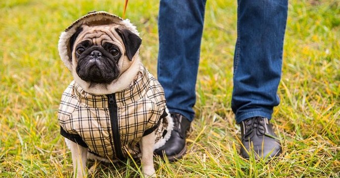 Klamotten für Haustiere gegen Kälte im Winter: Ja oder nein?