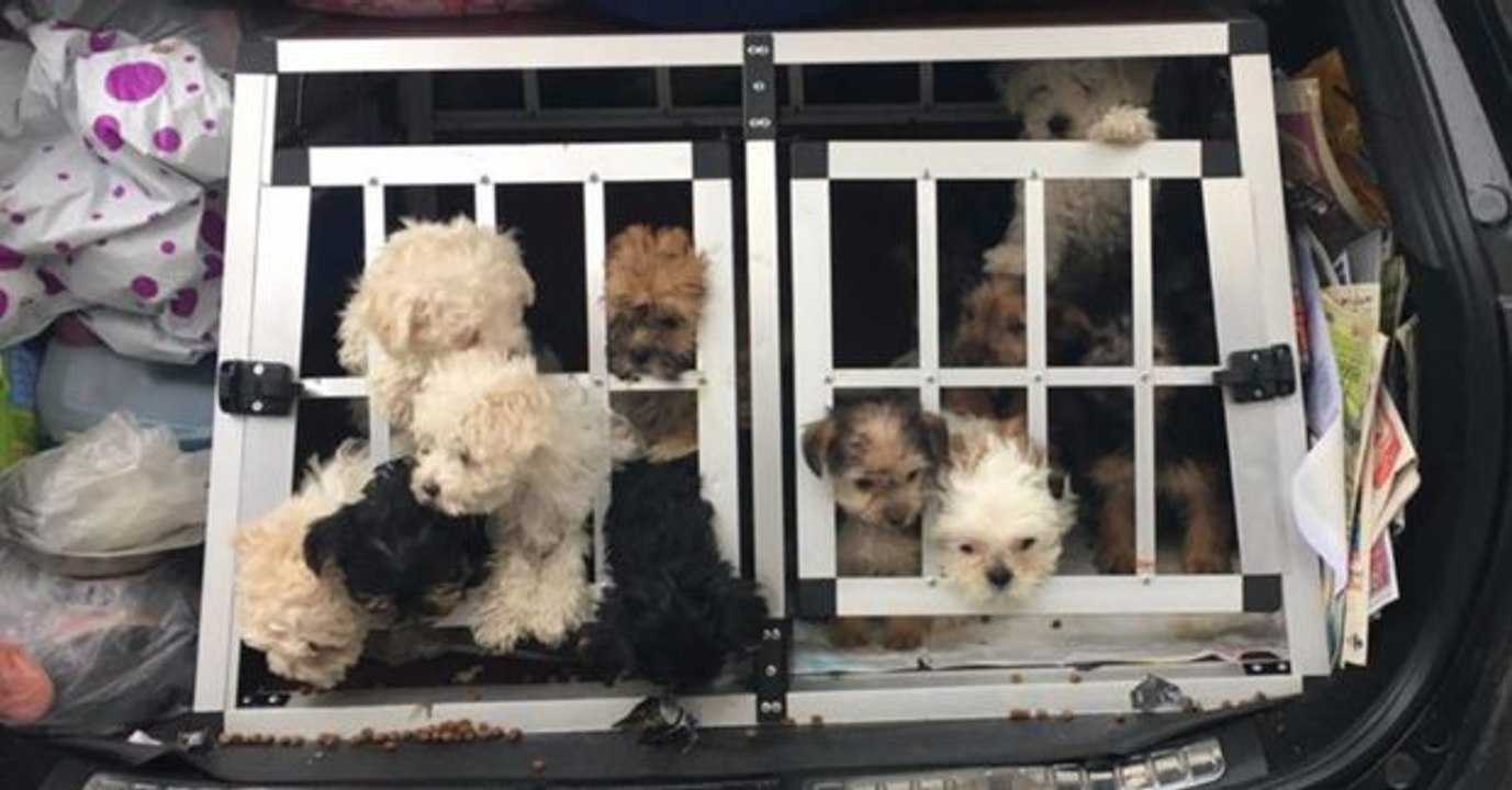 Fahrzeugkontrolle: Polizei findet einen Kofferraum voller Hundewelpen