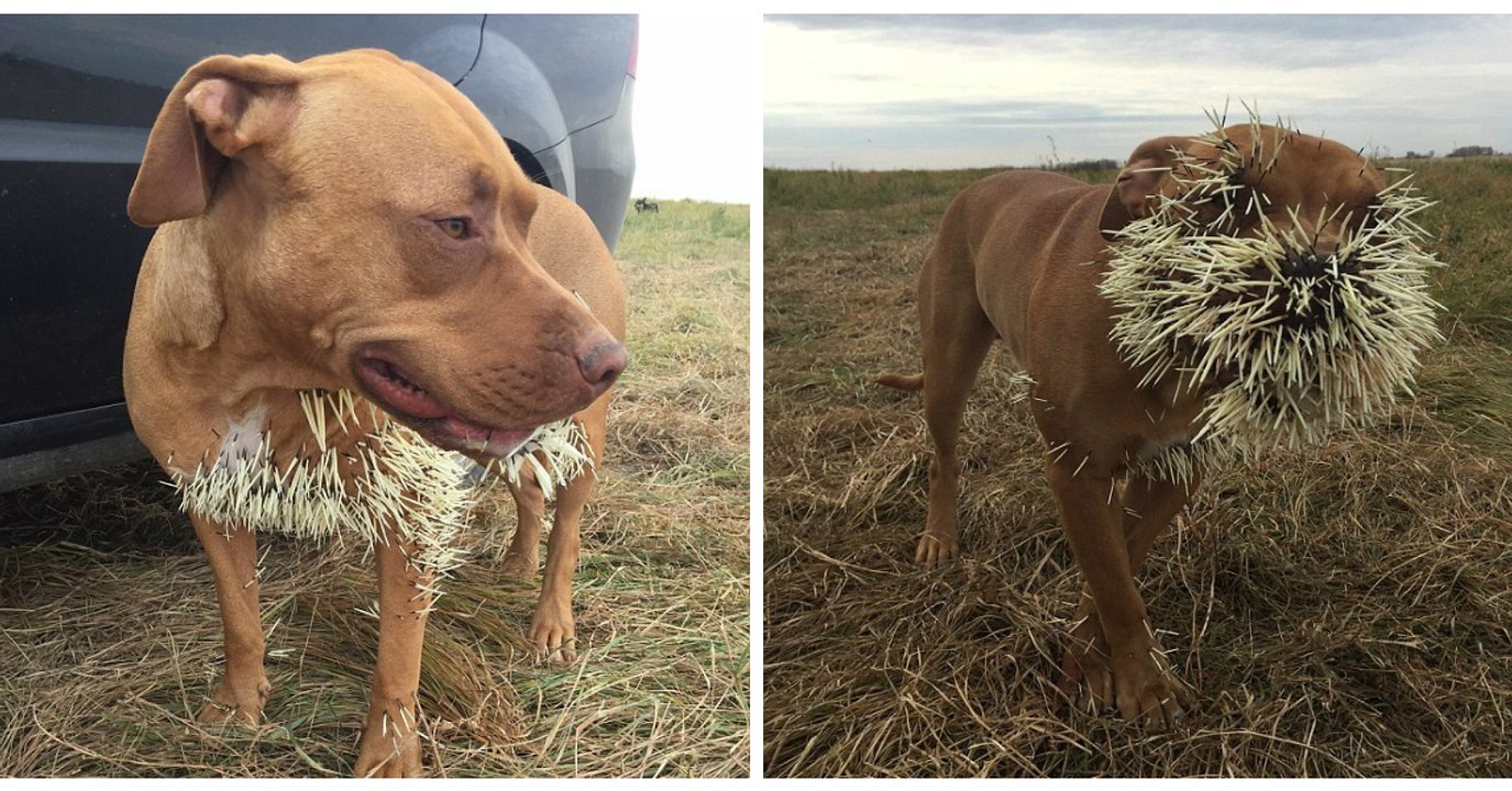 Hunde legen sich mit einem Stachelschwein an und brauchen tierärztliche Behandlung