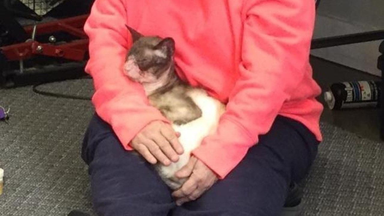 Eine frau rettet eine siam-katze, die fast ihr ganzes fell verloren hat
