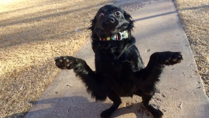 Entdecke Banana, den niedlichen krabbenartigen Hund, der nie still sitzen kann