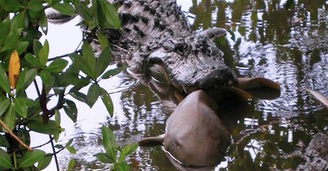 Alligator vs Hai: Es ist alles eine Frage der Größe!