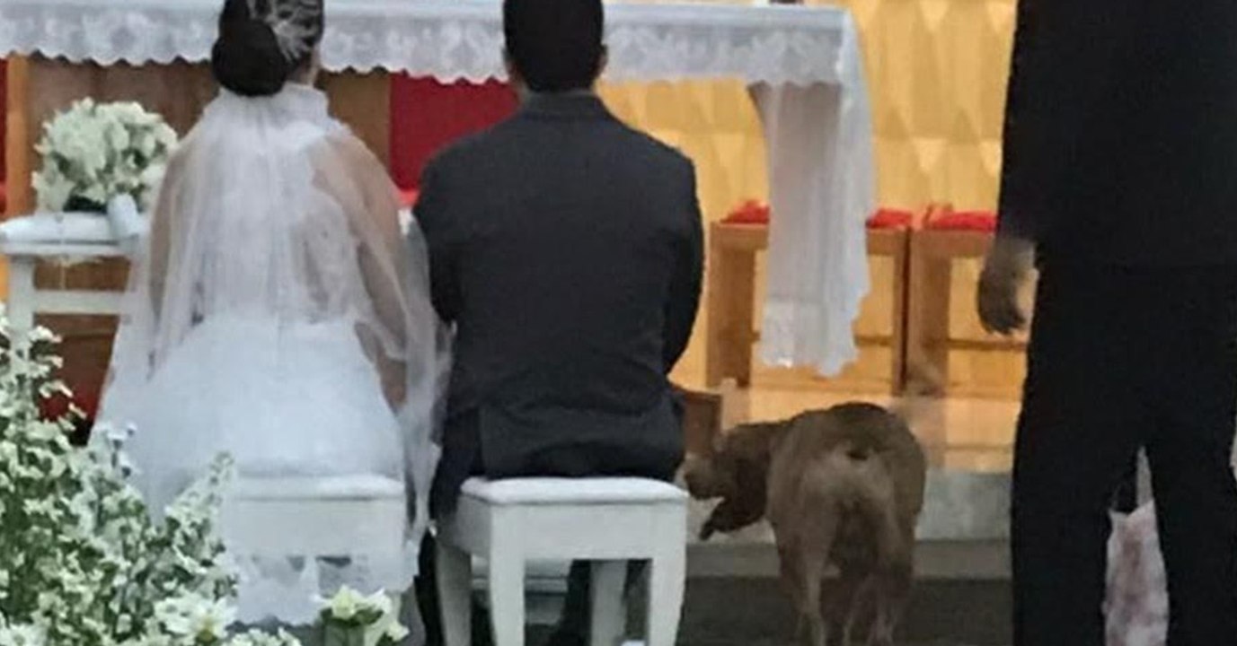 Ein Pitbull schleicht sich in eine Kirche und läd sich selbst zu einer Hochzeit ein