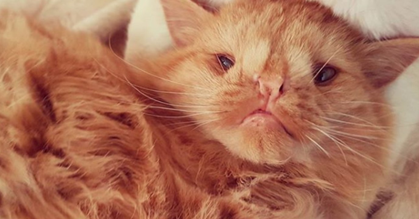 Dieses Kätzchen ist zu hässlich für eine Adoption. Bis ein besonderer Mann auftaucht