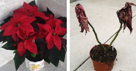 Das musst du tun, damit dein Weihnachtsstern länger hält und du mehr Freude an ihm hast!