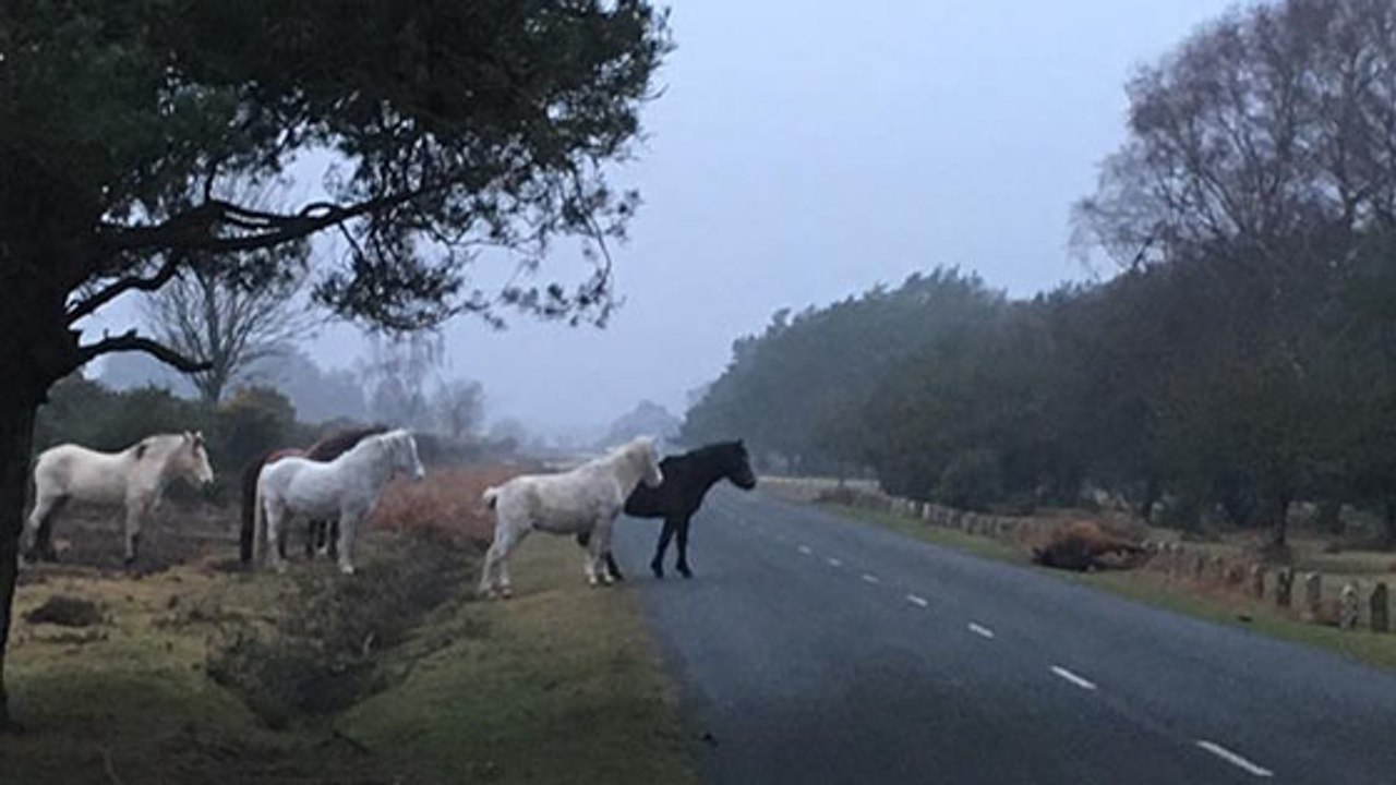 Ein Pony wird von einem Auto überfahren. Wie die anderen Ponys reagieren, ist herzergreifend