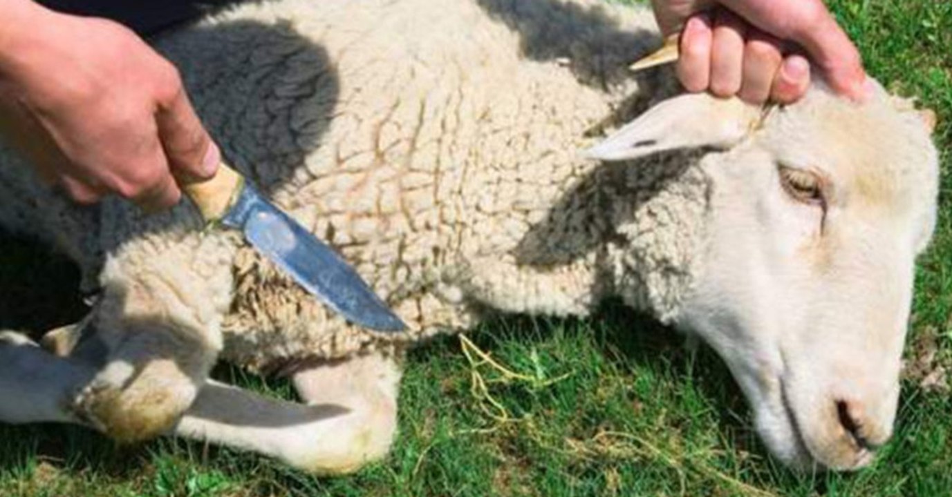 Mann schächtet Schafe: Gerichtsurteil sorgt für Unverständnis