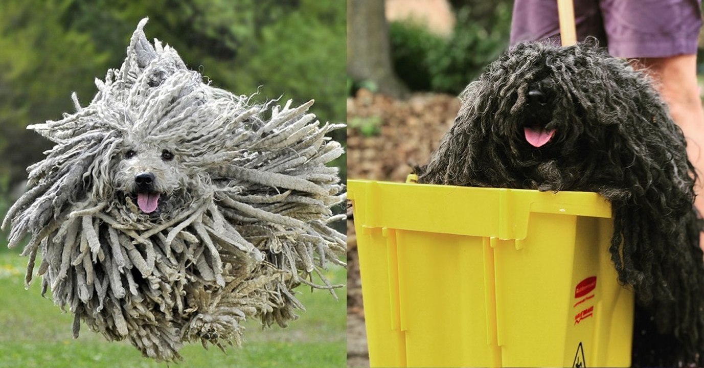 Video: Das Fell dieser Hunderasse bringt alle zum Lachen