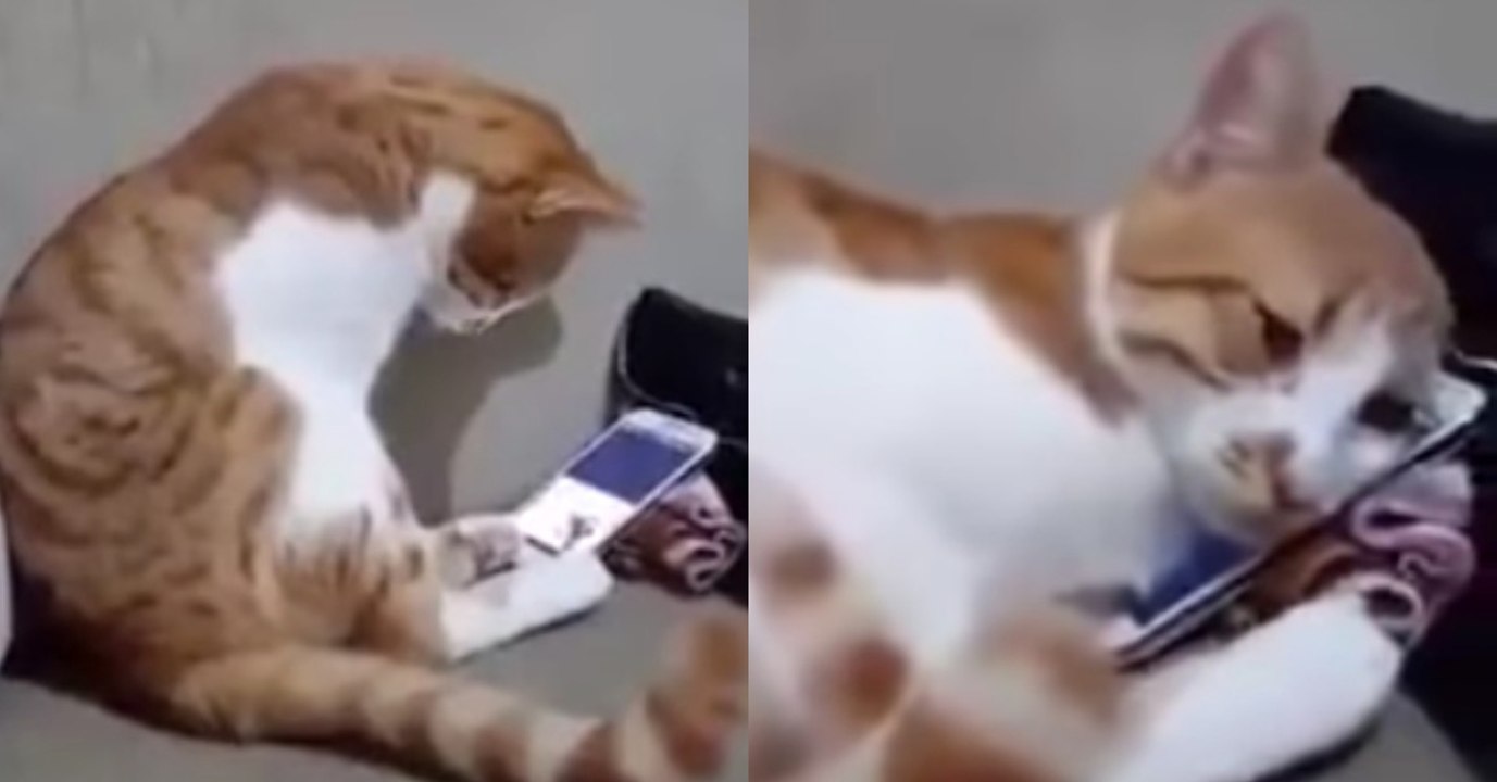 Eine Katze verfällt in Trauer, als sie ein Foto von ihrer verstorbenen Besitzerin sieht