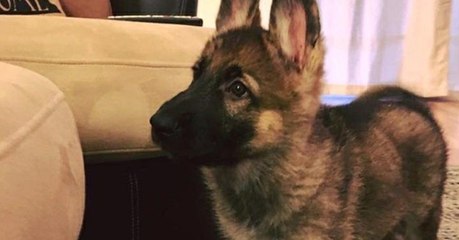 Frau traut ihren Augen nicht: Ihr Welpe sieht komplett verwandelt aus