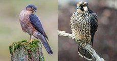 Warum sind Greifvogel-Weibchen größer sind als Männchen?