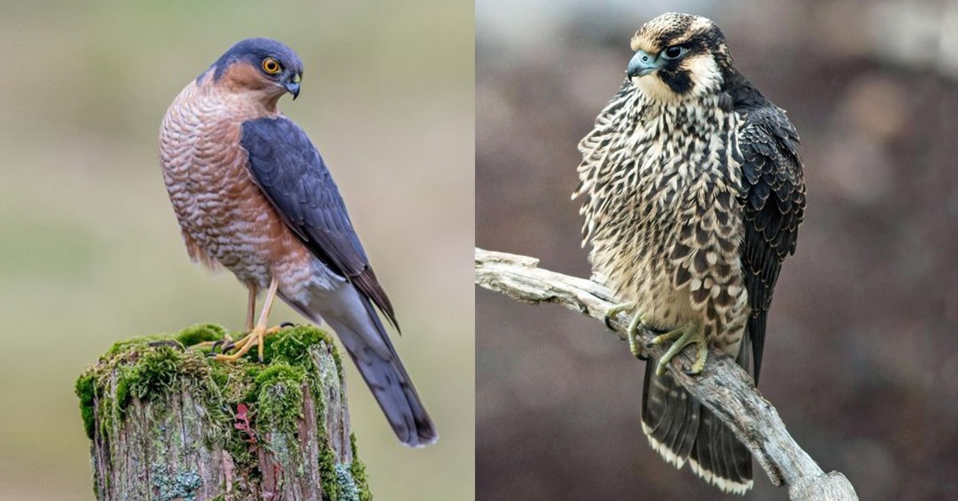 Warum sind Greifvogel-Weibchen größer sind als Männchen?