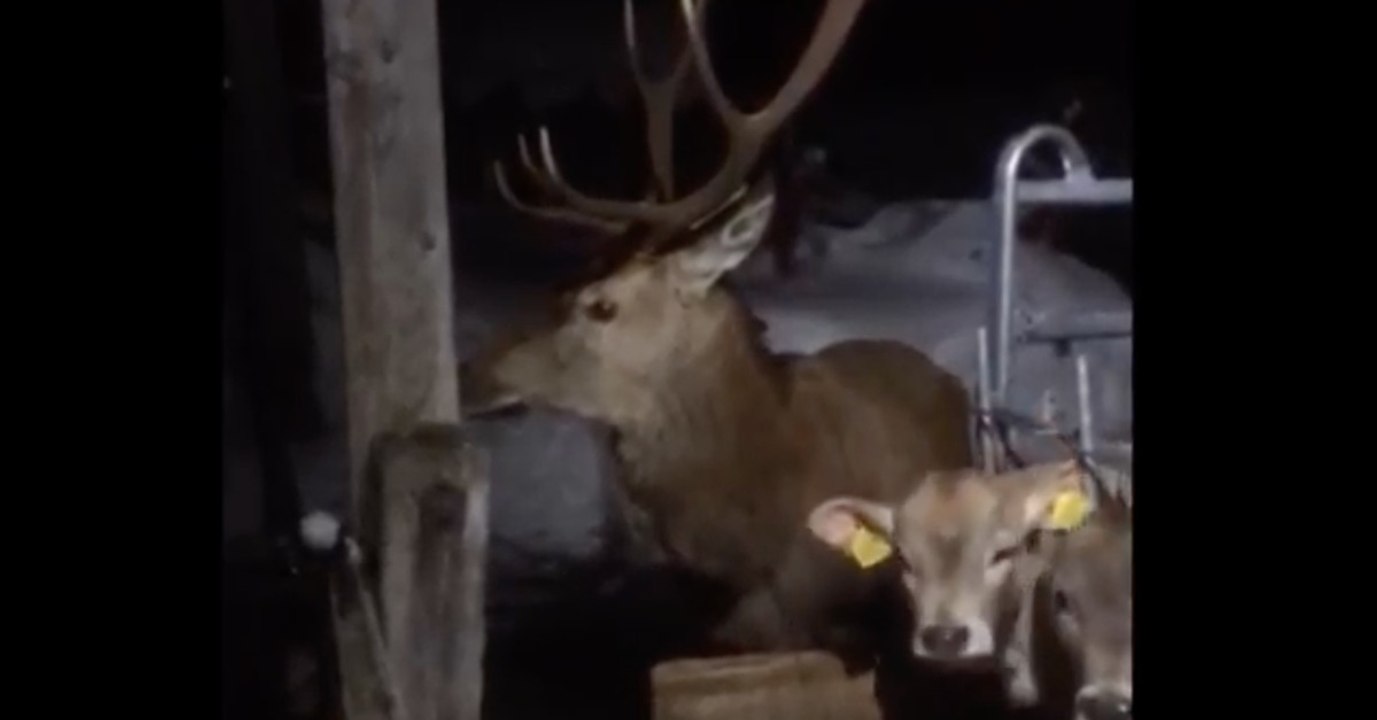 Wilde Hirsche dringen in Stall ein und werden gejagt