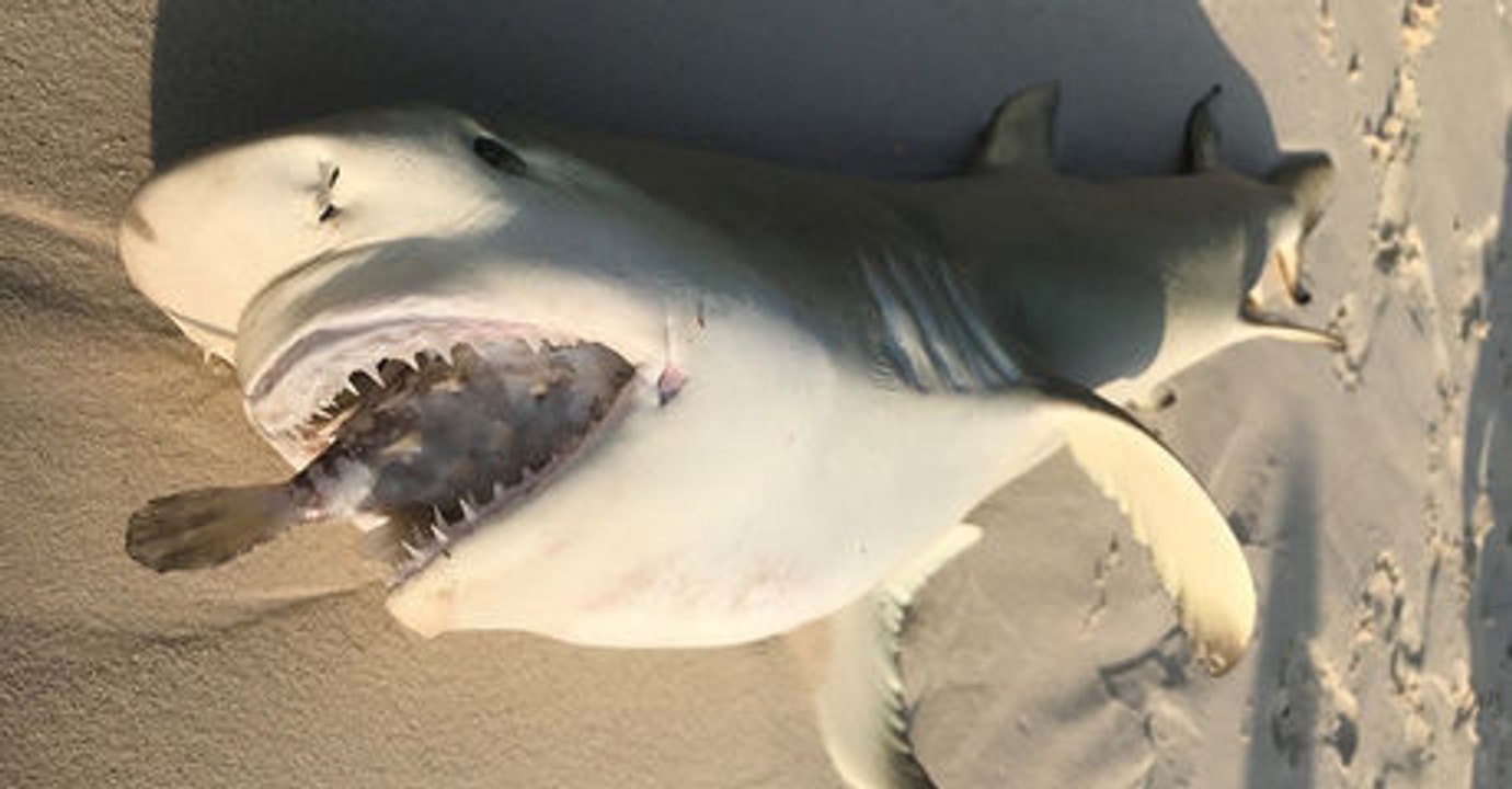 Hai greift igelfisch an: beute bleibt stecken