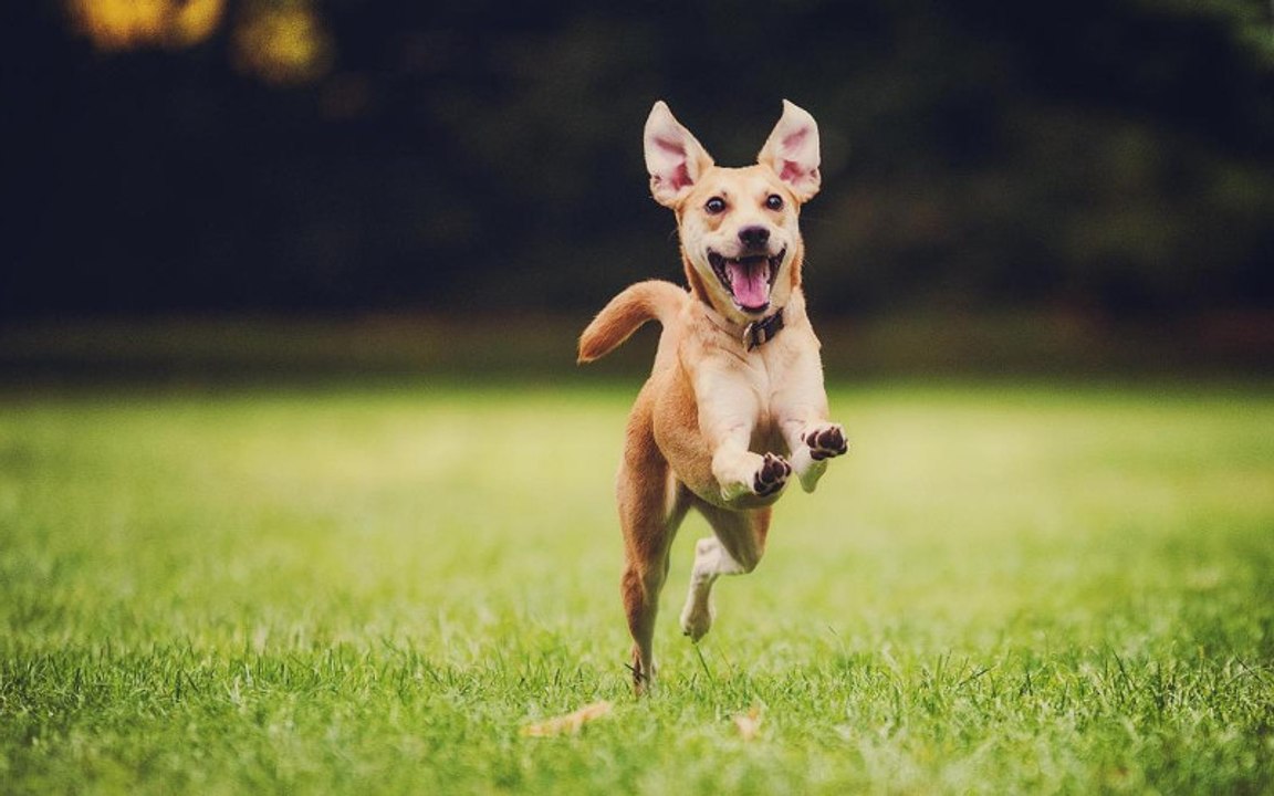 So erkennst du, ob dein hund wirklich glücklich bei dir ist
