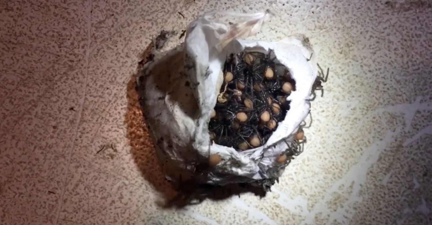 Wenn in Australien Hunderte kleiner giftiger Baby-Spinnen schlüpfen