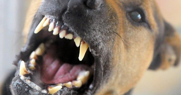Eine Frau nutzt ihren Hund für einen rassistischen Angriff