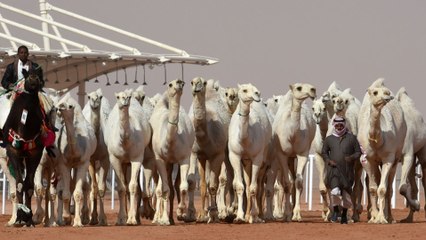 König-Abdulaziz-Kamel-Festival in Riad (Saudi-Arabien): Kamele bei Schönheitswettbewerb disqualifiziert