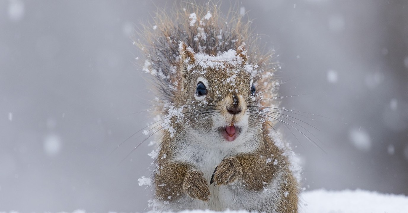 Dieses beschwipste Eichhörnchen kann sich nicht mehr auf den Beinen halten