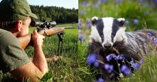 Französische Landwirte fordern Abschuss von Dachsen