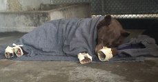 Tierschützer retten Bären mit starken Verbrennungen aus Waldbränden