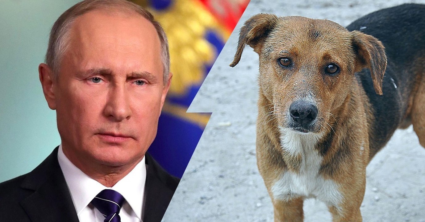 WM 2018: So grausam geht Putin jetzt gegen Tiere vor!