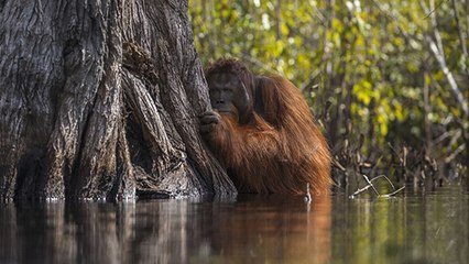 Nach diesem Video sollte niemand mehr Nutella kaufen