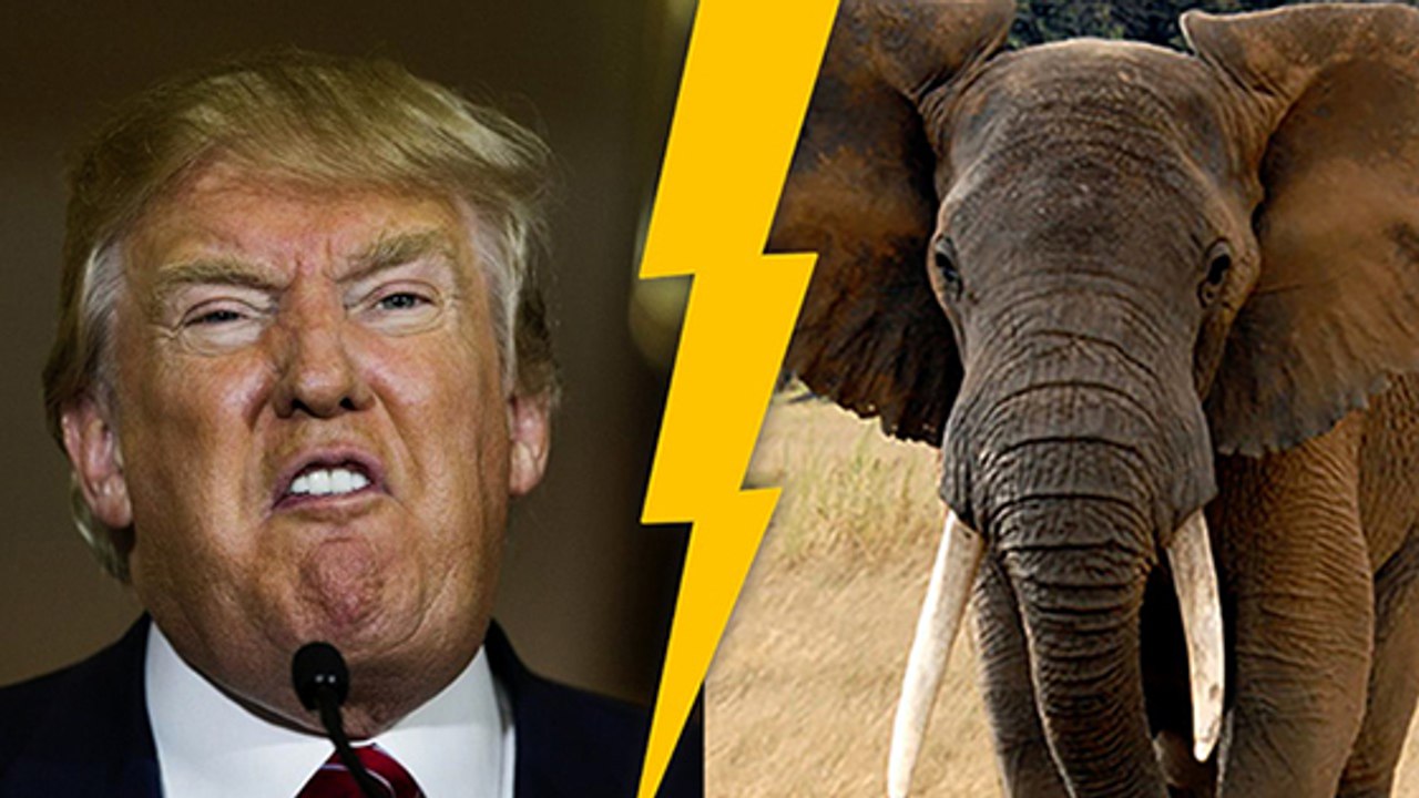 USA: Trump sorgt mit Entscheidung zu Elefanten-Trophäen für Kritik