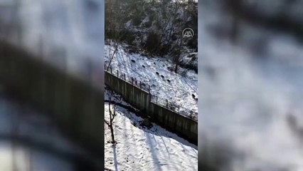 Domuzlar İstanbul'a İndi