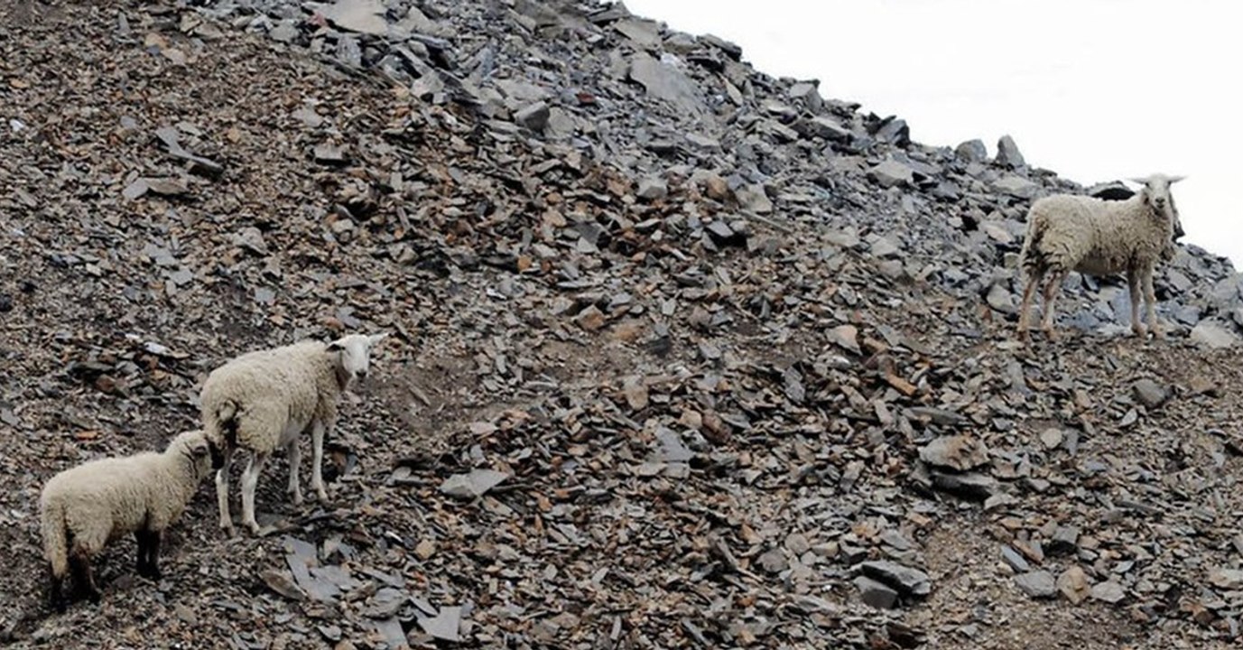 Das traurige Schicksal der Schafe von der Halde