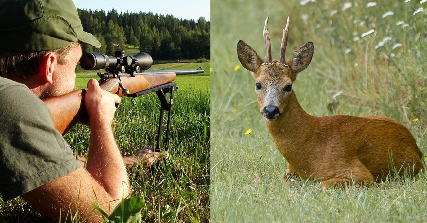 Bei Verkehrskontrolle: Schrecklicher Fund im Kofferraum eines Wilderers