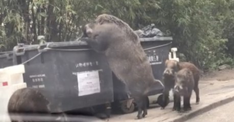 Riesen-Wildschweine machen Hongkong unsicher