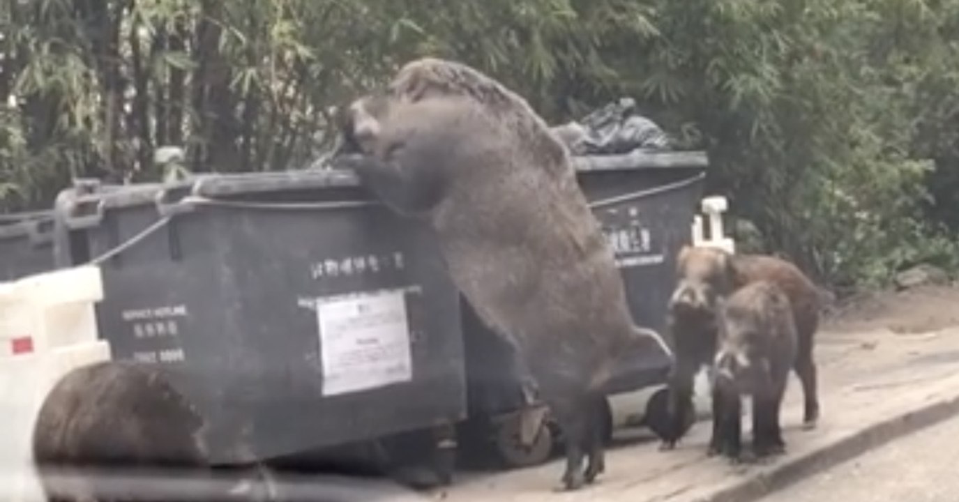 Riesen-Wildschweine machen Hongkong unsicher
